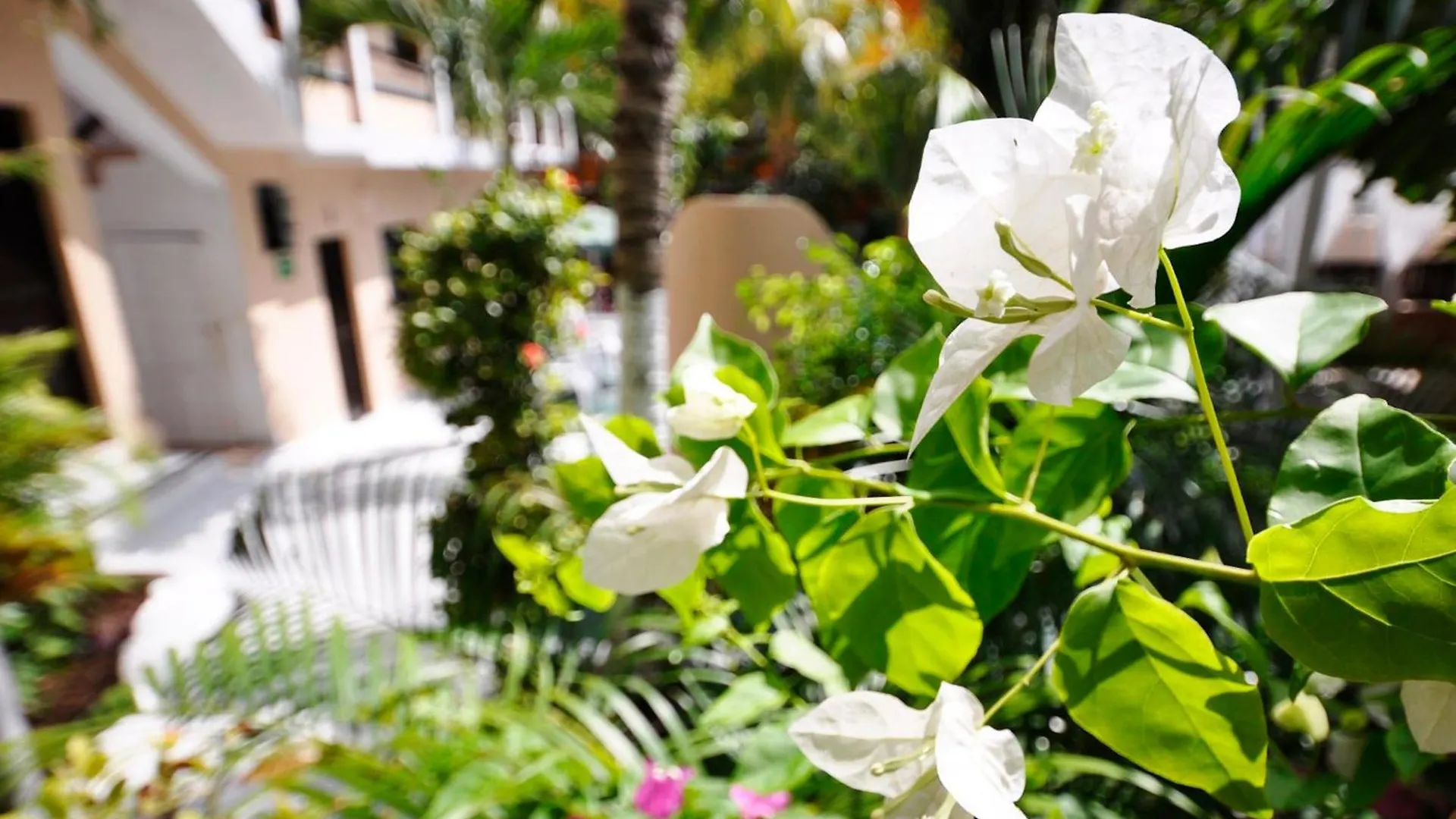 ***  Hotel Beach Energy 5Th Av Playa del Carmen México